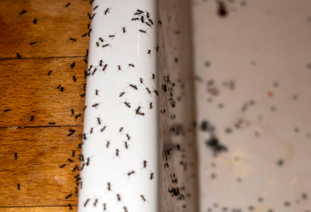 Best Termite Control Services  in Russell, GA